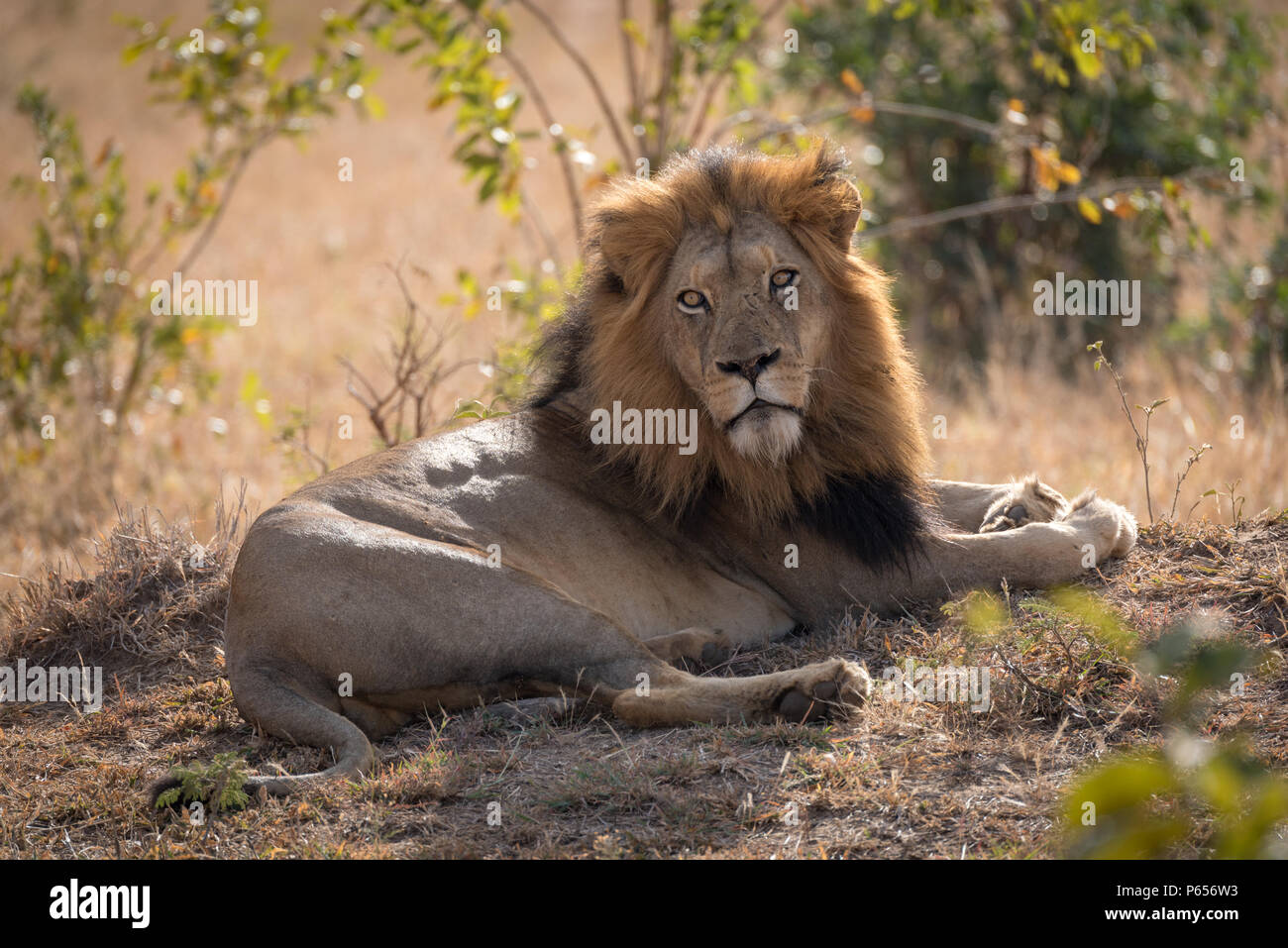 Male lion basking in morning sunlight Stock Photo