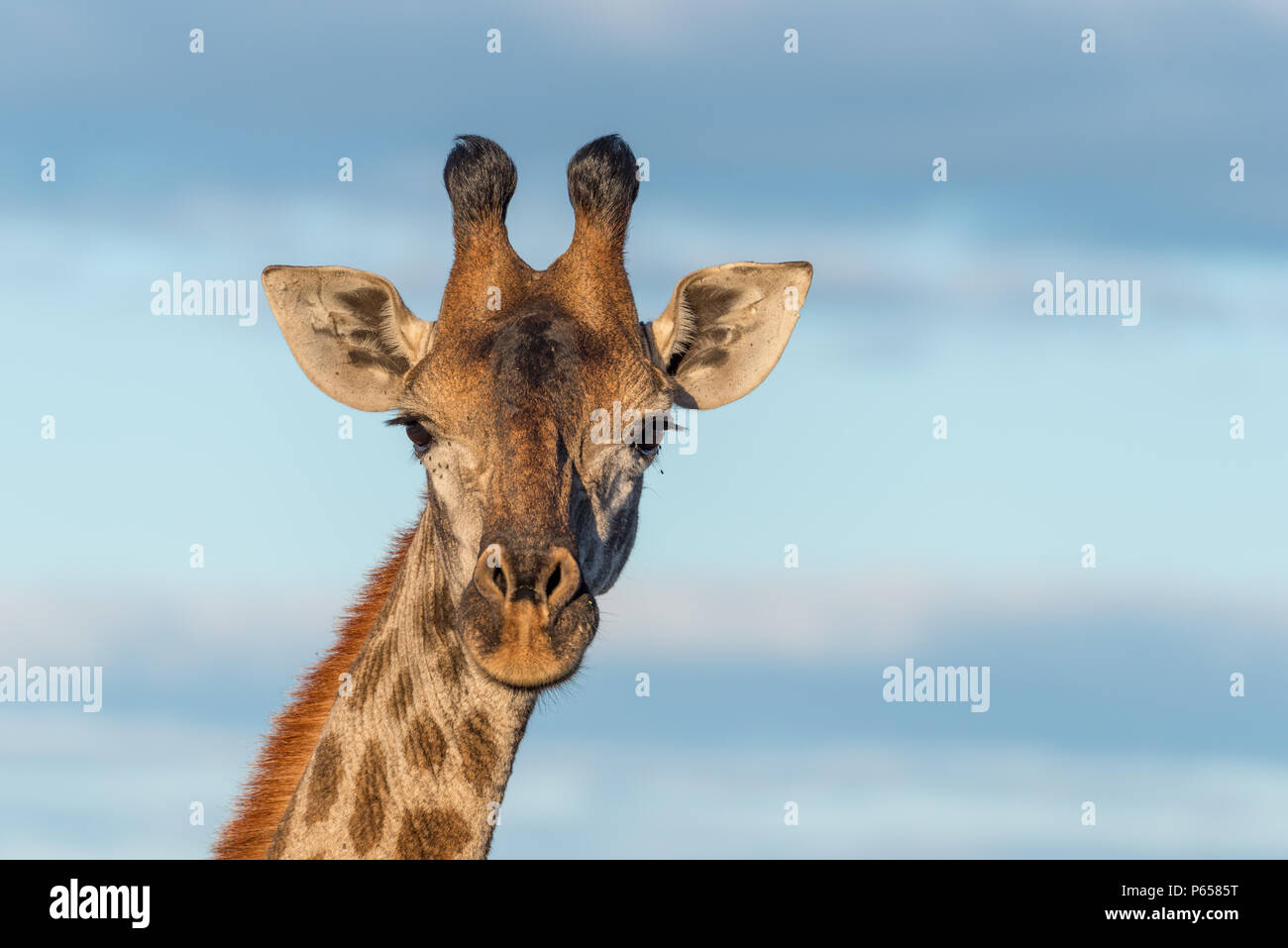Head on Giraffe close up Stock Photo