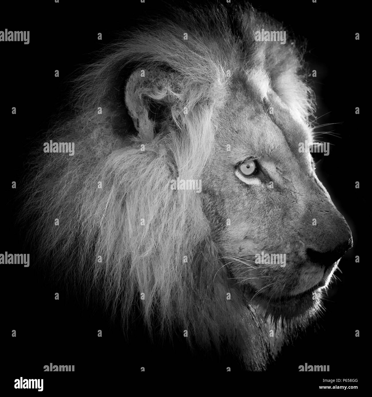 Black and White profile of lions head with full mane and sharp eyes Stock Photo
