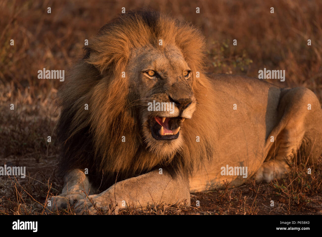 Male lion with big mane roaring in morning sunlight Stock Photo