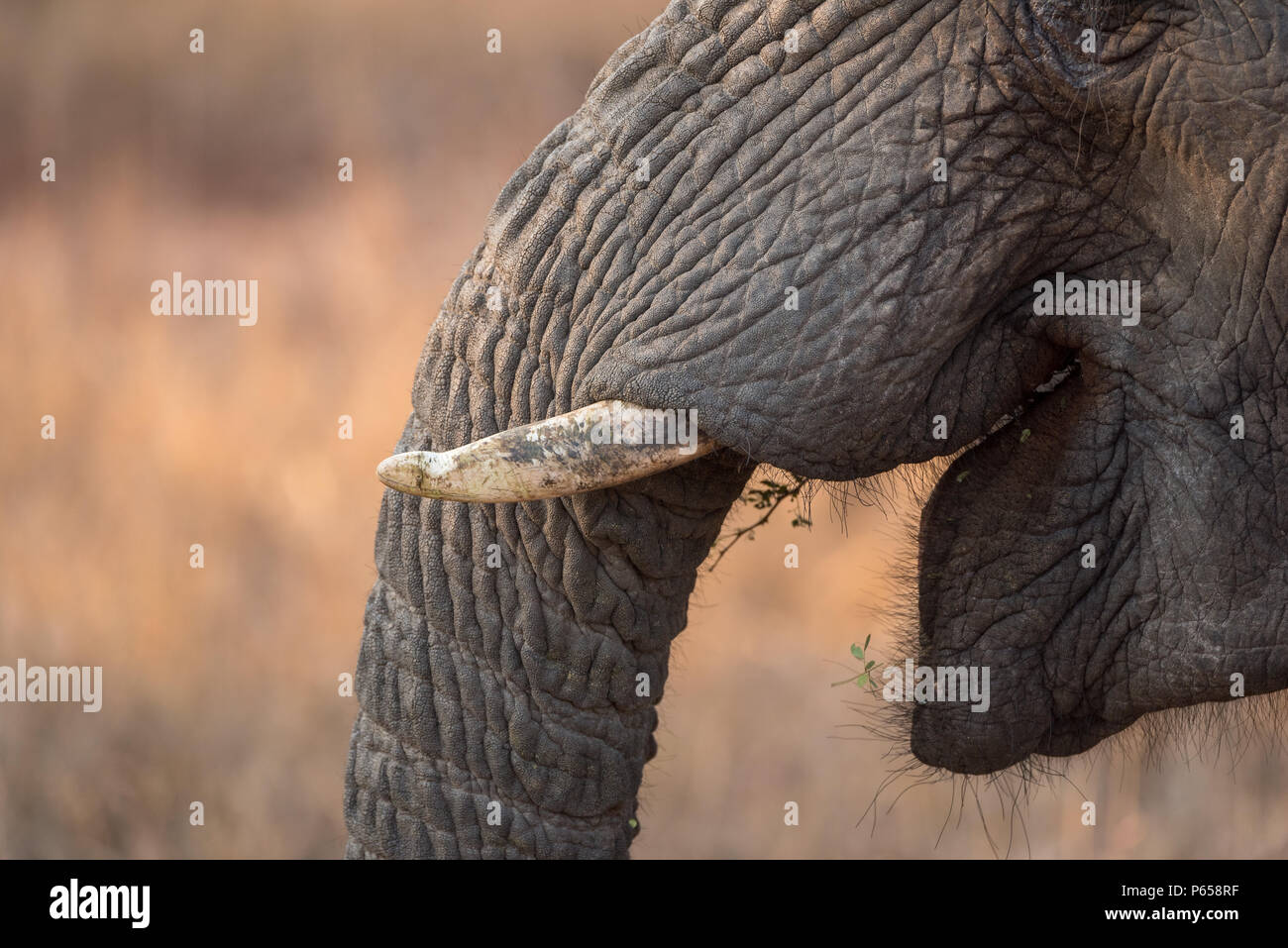 Close up of elephant, mouth open, tusks Stock Photo