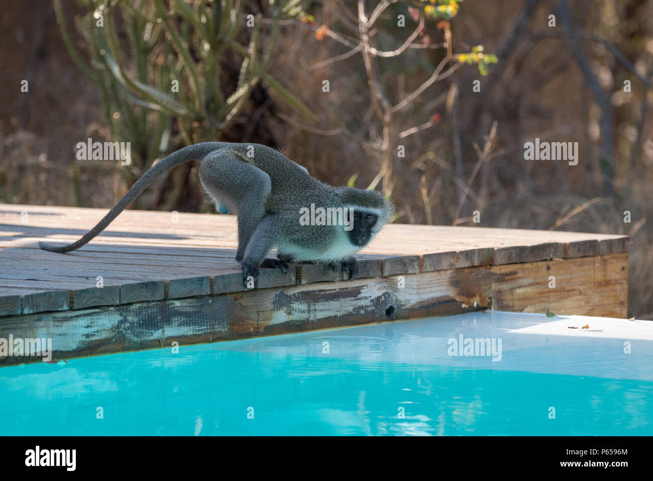 Monkey drinking from a swimming pool Stock Photo