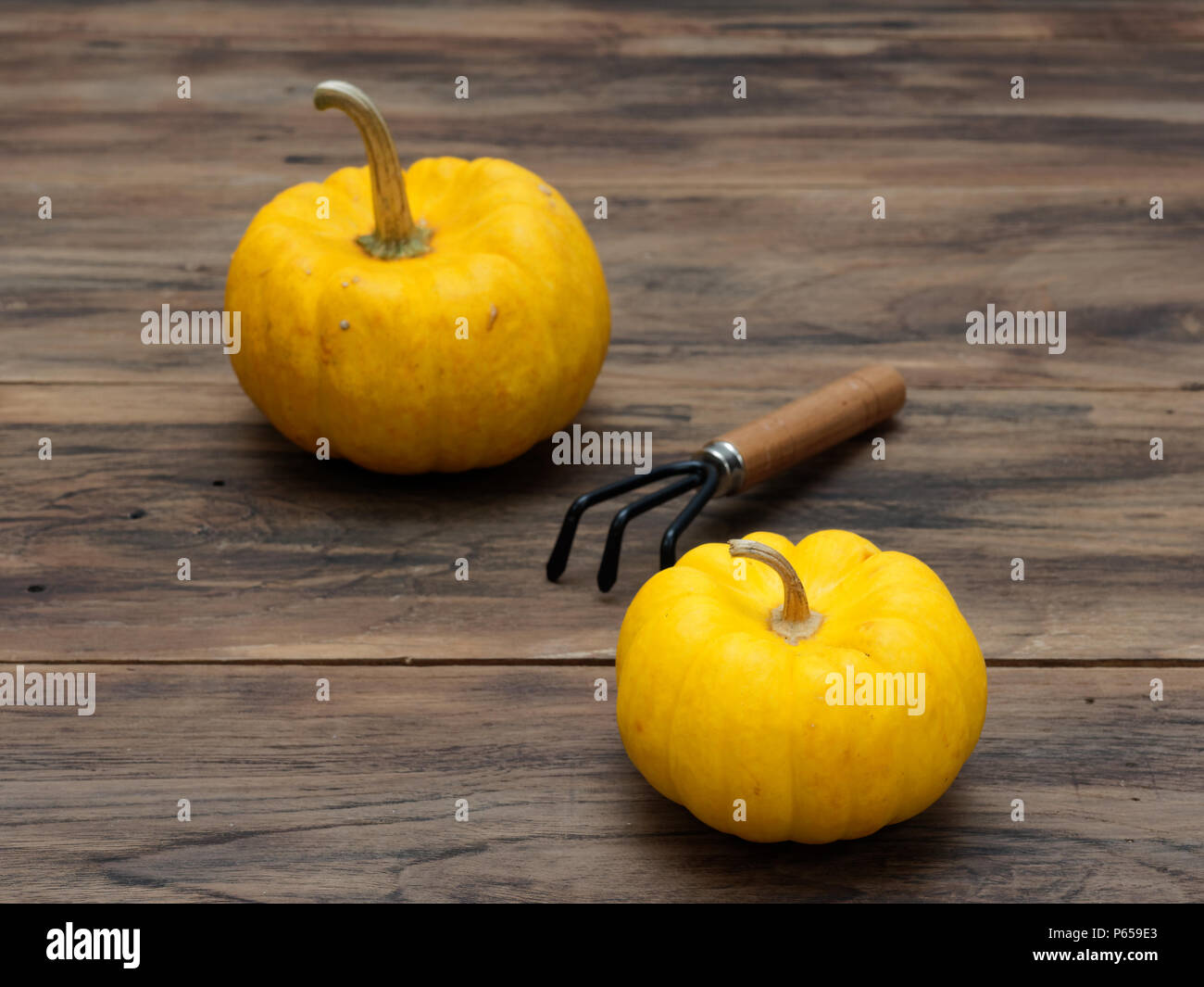 Bright orange fancy organic pumpkin with cultivator on dark wooden table background show colorful pattern and scale used in Halloween, still life, kitchen, and agriculture, and country themes Stock Photo