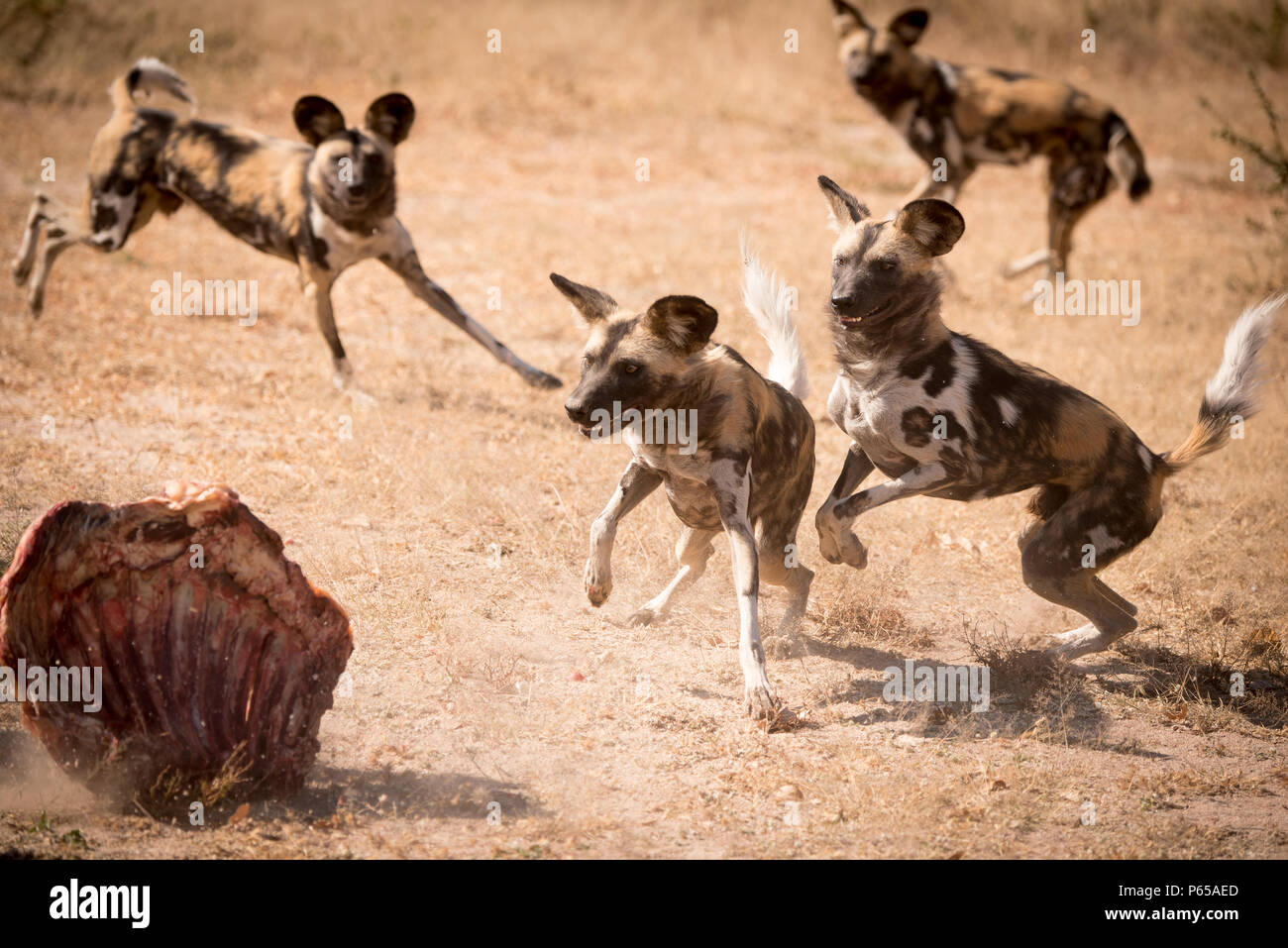 Pack of African Painted Wild Dogs feeding Stock Photo - Alamy