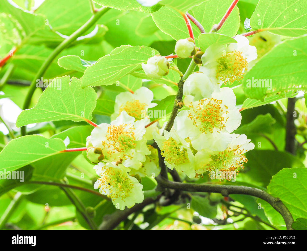 Kiwi fruit flowers tree in the garden, at France Stock Photo Alamy