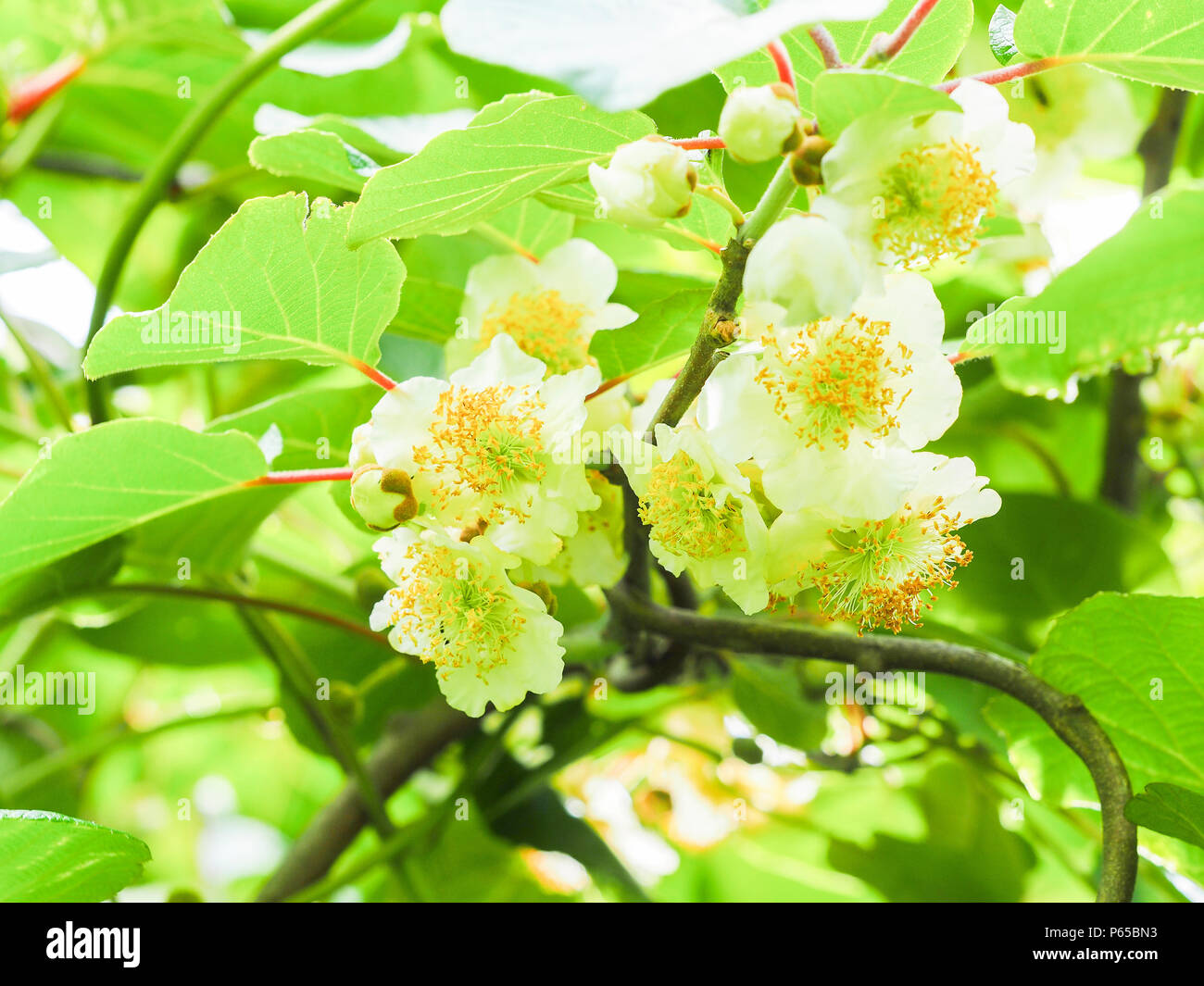 Kiwi fruit flowers tree in the garden, at France Stock Photo Alamy