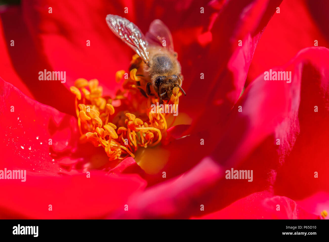 Honey bee (Apis mellifera)  was foraging for nectar on a red Home Run rose, San Jose Municipal Rose Garden, California, United States. Stock Photo