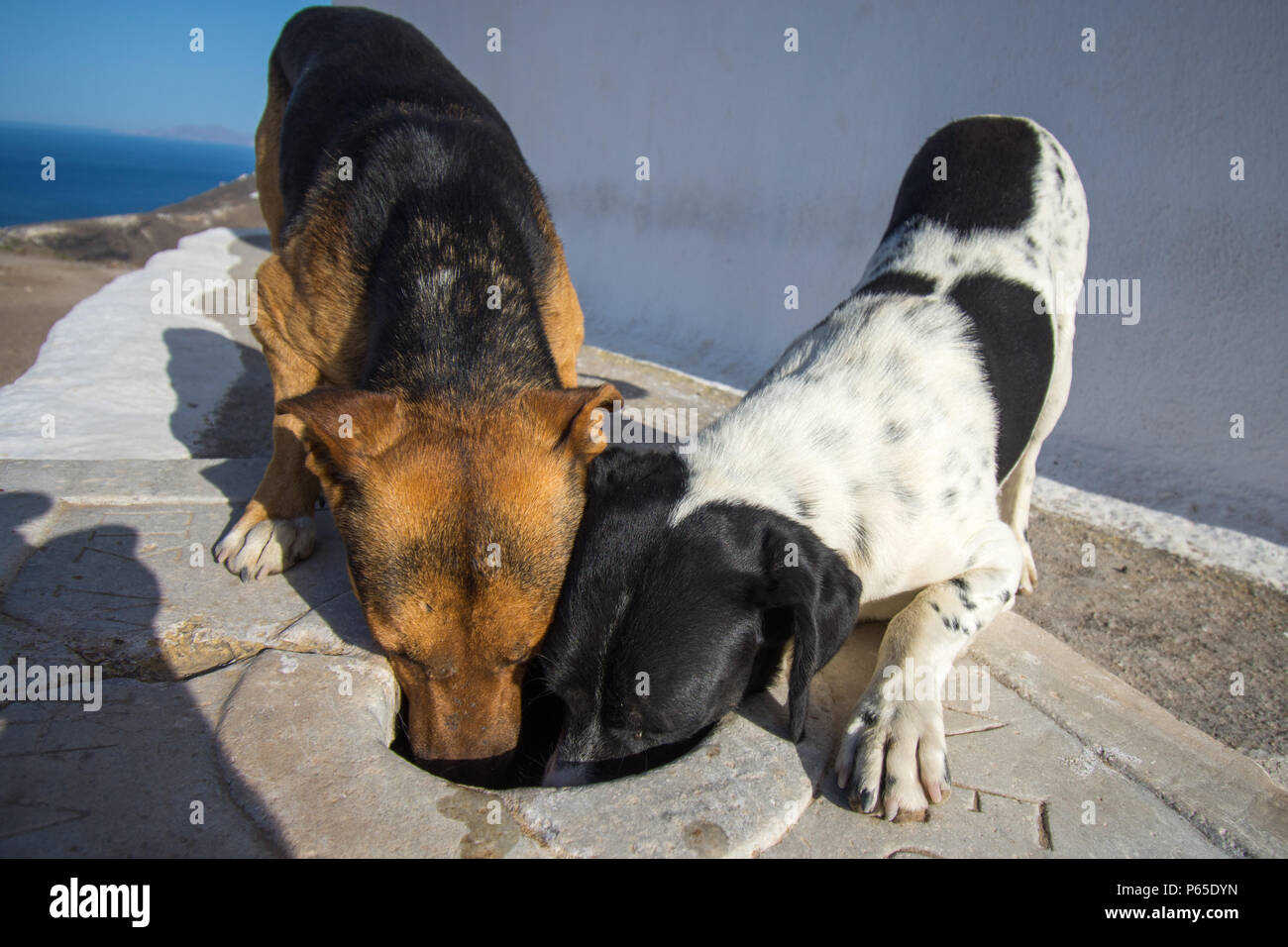Dogs Sharing Water Stock Photo Alamy