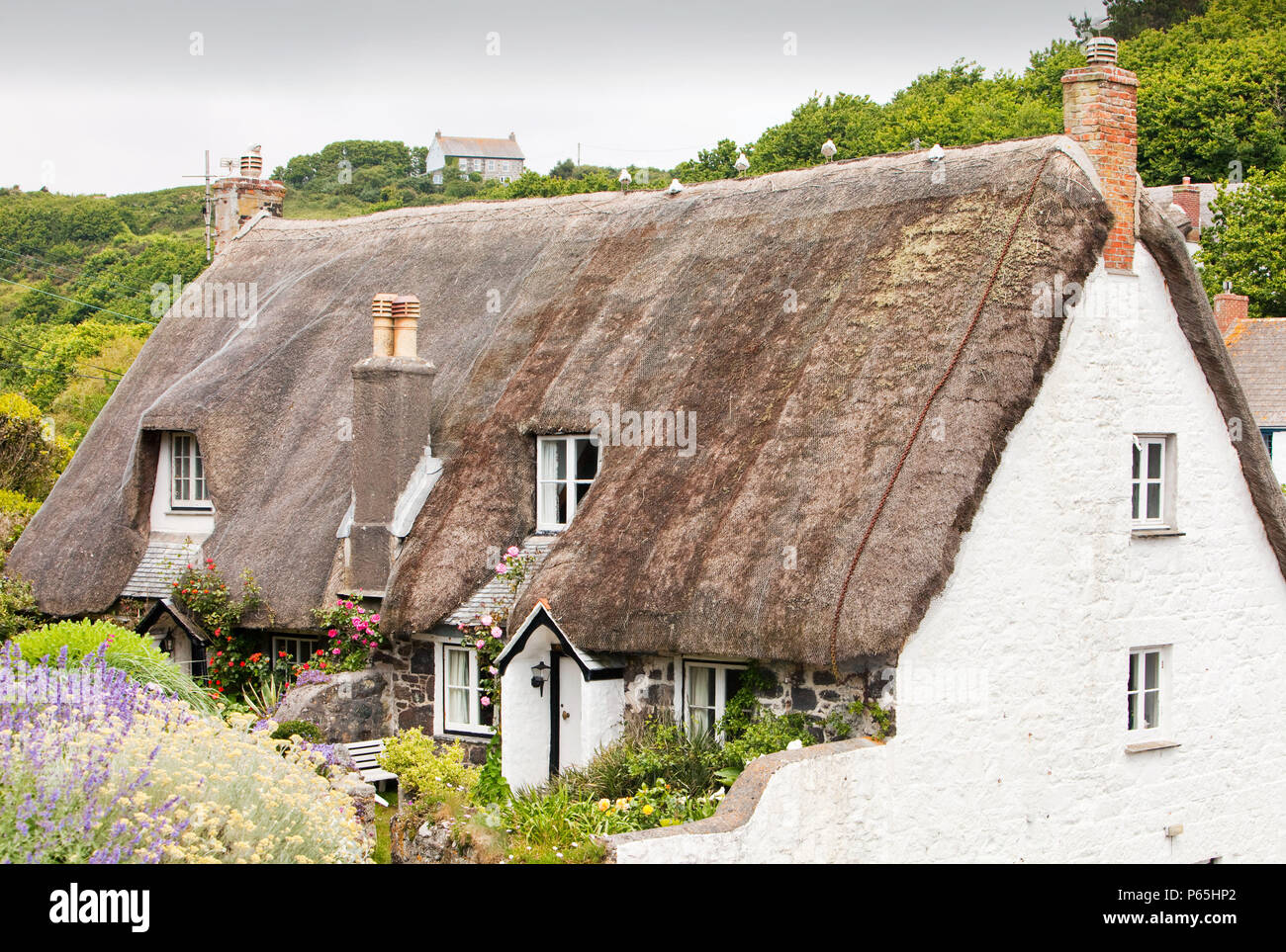 Thatched Cottages In Cadgwith A Pretty Cornish Fishing Village On