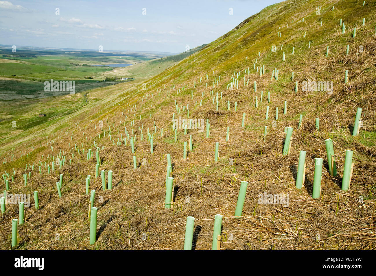Tree planting to absorb C02 emmissions, Geltsdale, Cumbria, UK Stock Photo