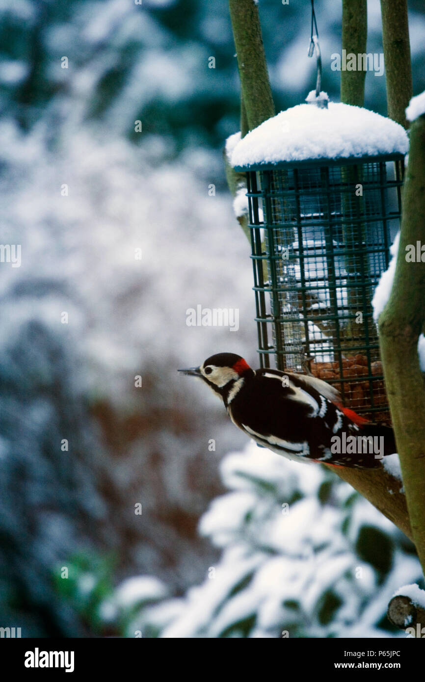 Great Sputted Woodpecker (Dendrocopos major) in London park during winter month feeding from a seed feeder. Stock Photo