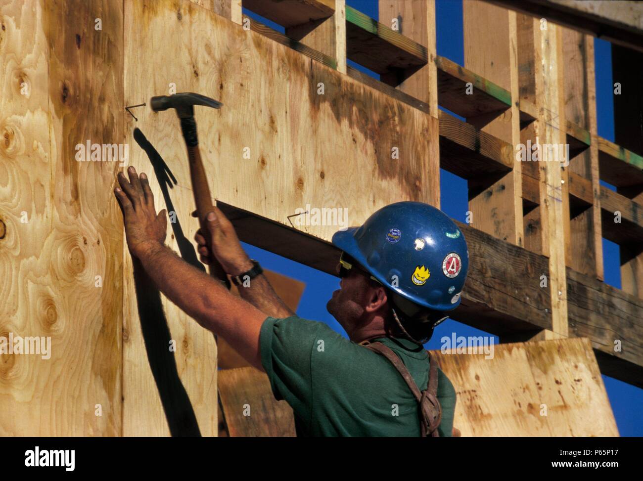 Carpenter nailing plywood sheathing on wall for a community college in Nevada County, California, USA Stock Photo