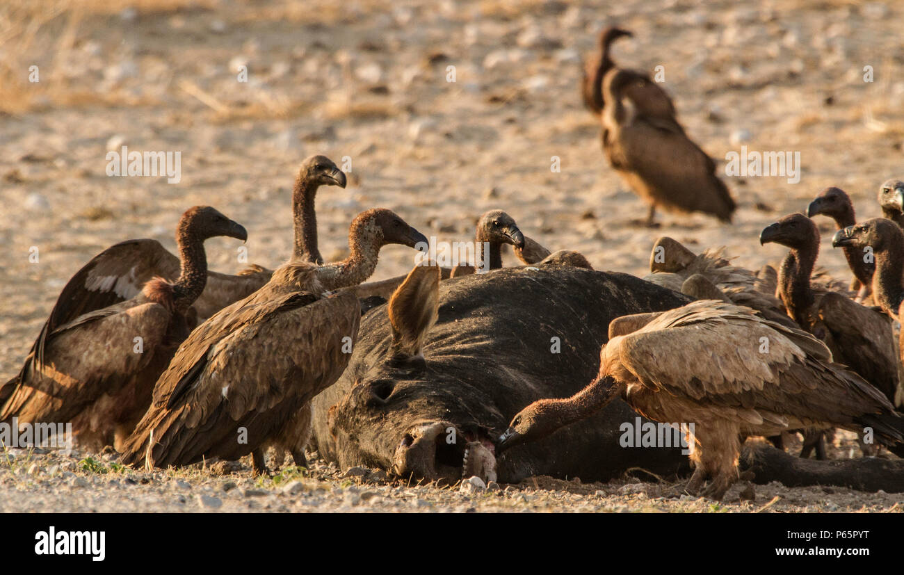 White Backed Vultures - Gyps Africanus - gathered around a dead cow. Stock Photo