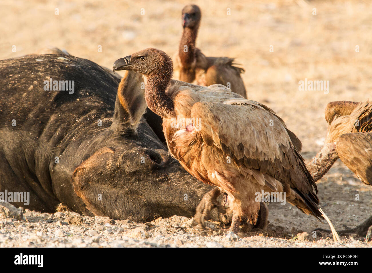 White Backed Vultures - Gyps Africanus - gathered around a dead cow. Stock Photo