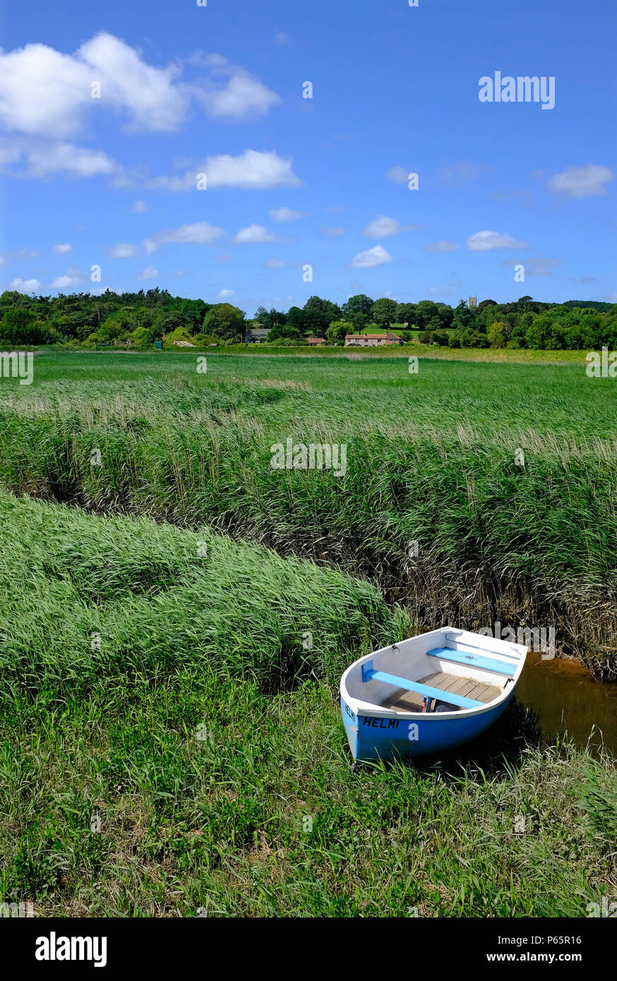 reed beds at cley, north norfolk, england Stock Photo Alamy