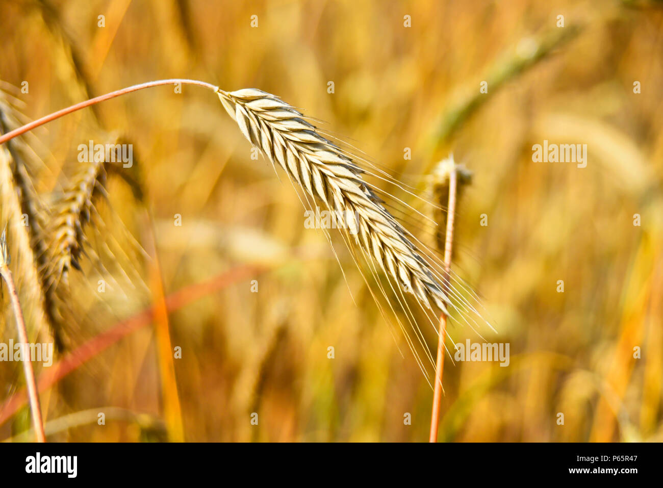 Rye farmland hi-res stock photography and images - Alamy