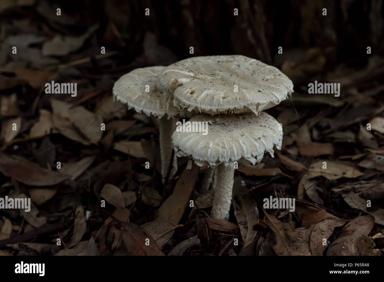 Trio white mushroom fungi toadstools in garden bed of brown leaves Stock Photo