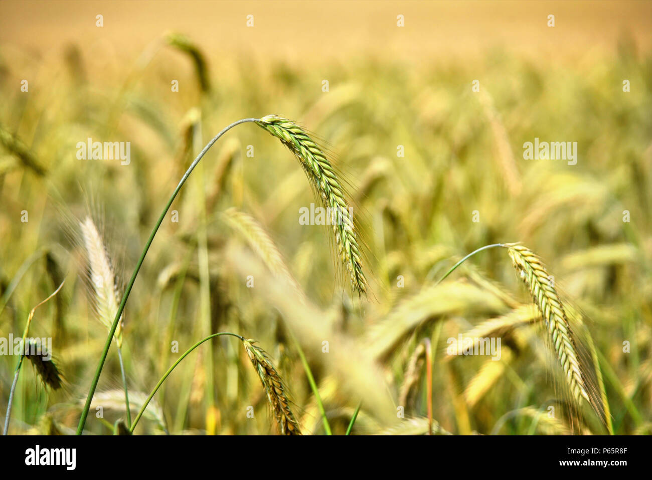 Golden rye field or wheat field in the sun, autumn scene. Stock Photo