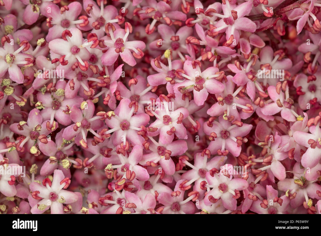 Pink elderberry blossom ful frame close up Stock Photo