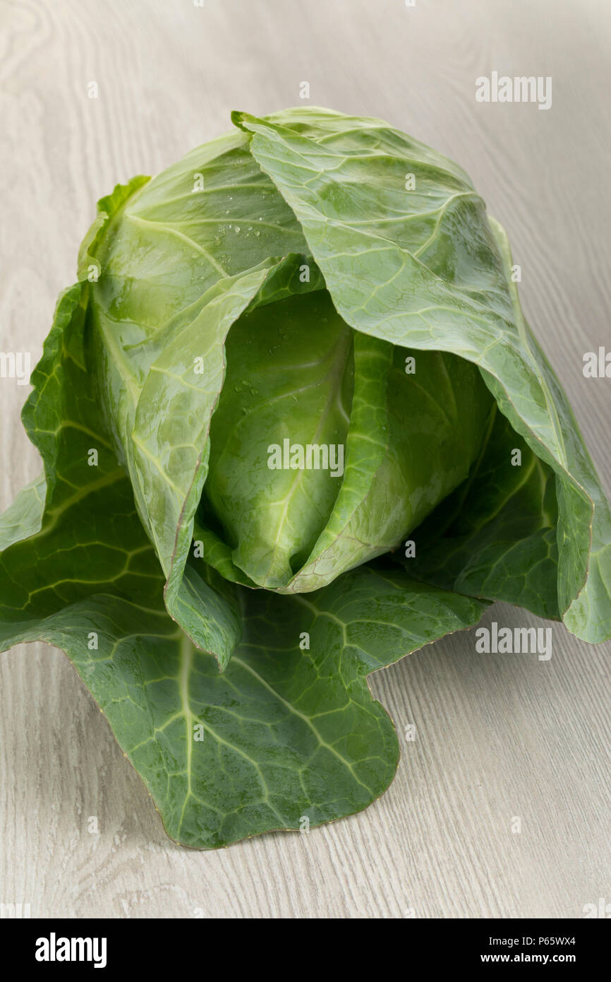 Fresh whole organic pointed cabbage Stock Photo