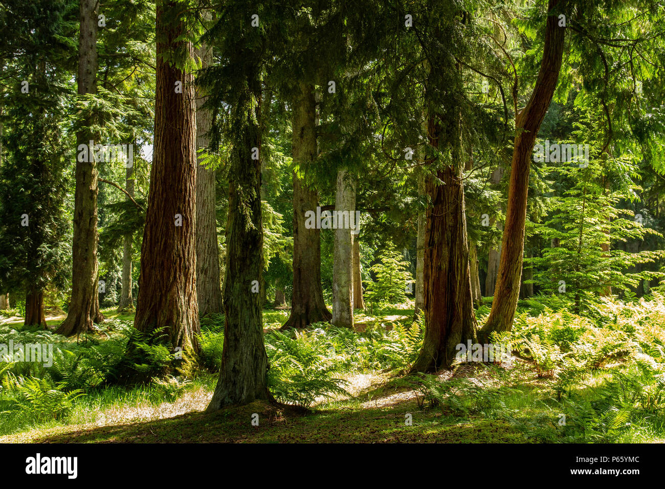 Scottish pine forest with Leptosporangiate ferns and the sun streaming through the tall trees. Stock Photo
