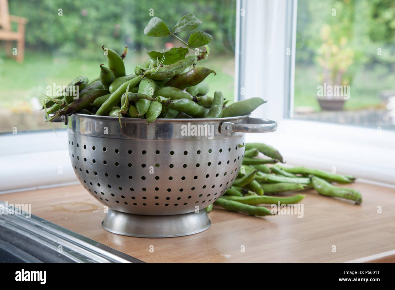 Broad beans harvest hi-res stock photography and images - Alamy