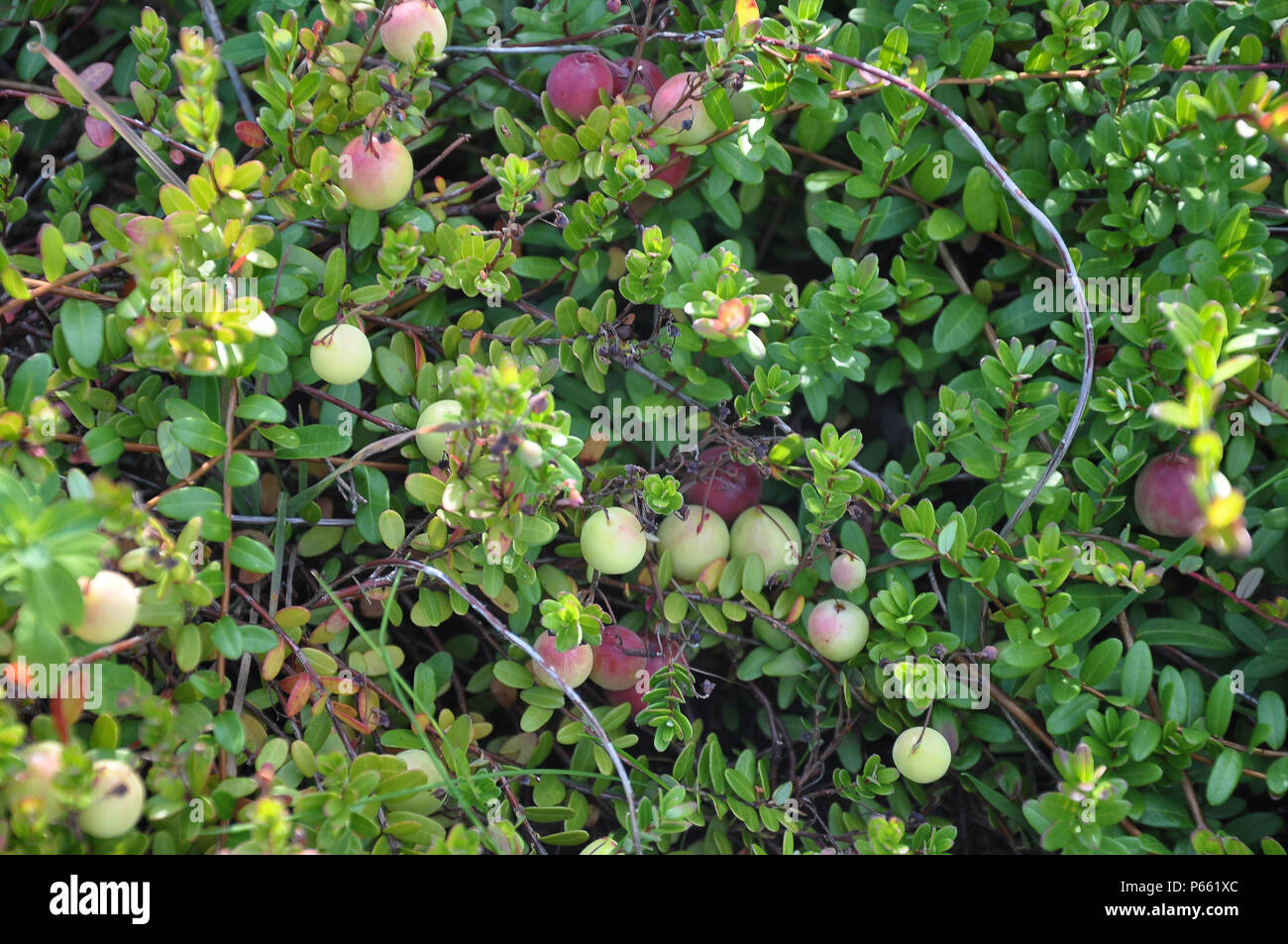 Cranberry bed hires stock photography and images Alamy