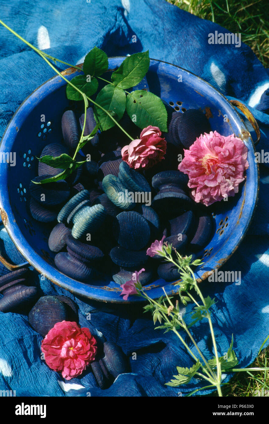 Still-Life of single pink roses with indigo dyed door-knobs in blue bowl on blue indigo-dyed fabric Stock Photo