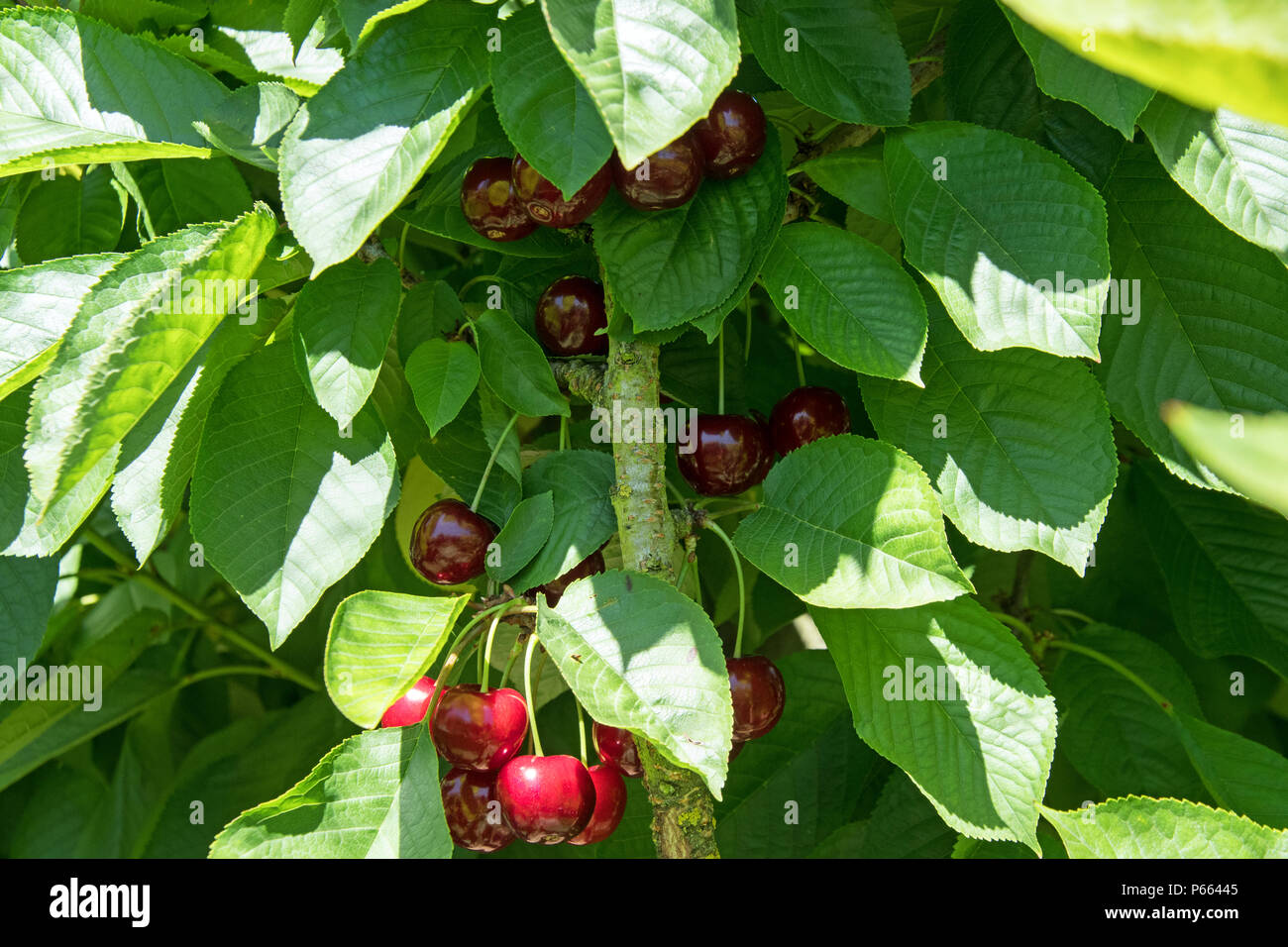 Cherry orchard in Kent, England,UK Stock Photo Alamy