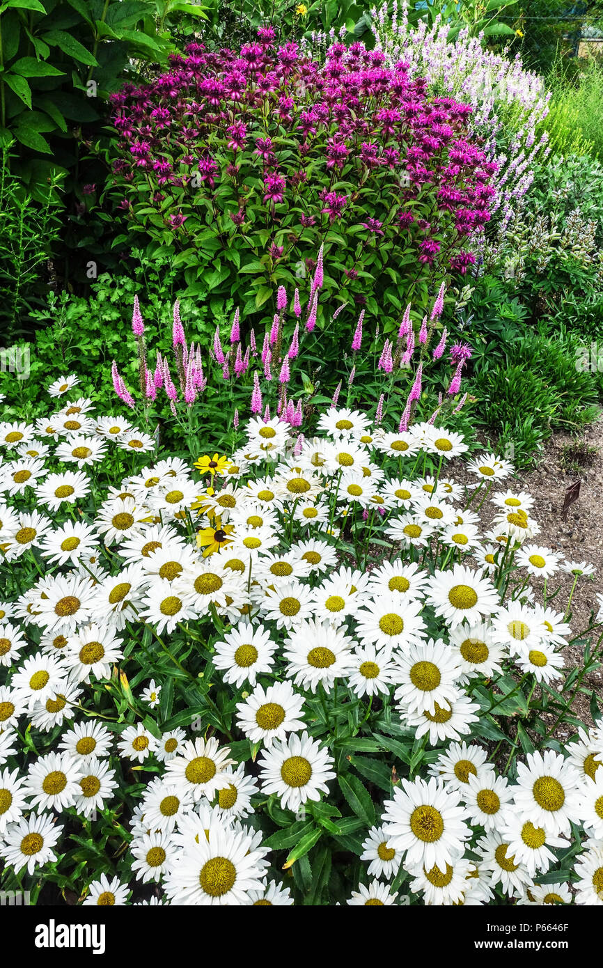 Leucanthemum superbum ' Juno ' Daisy, Veronica, monarda Daisies Garden Stock Photo