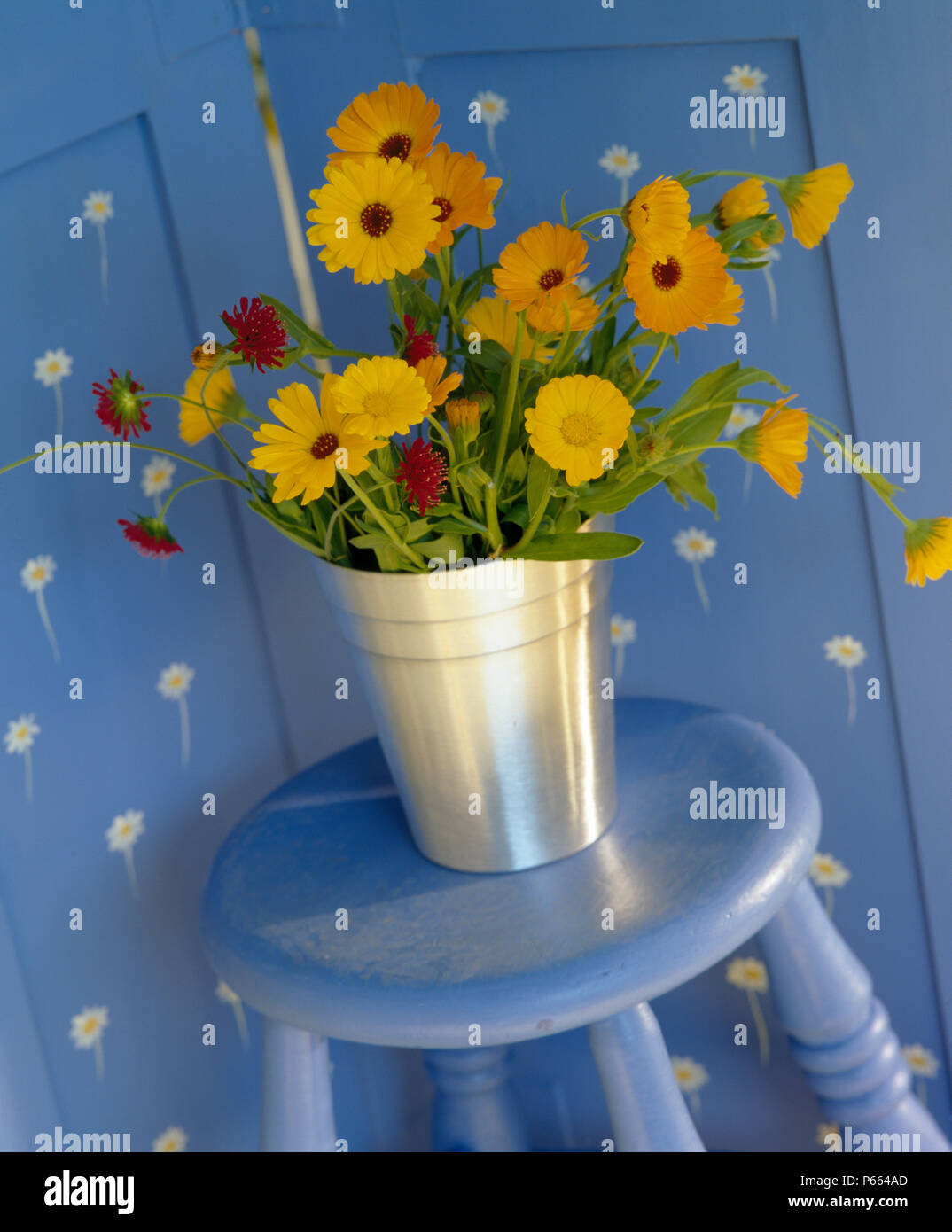 Still-Life of yellow marigolds in metal vase on blue painted stool Stock Photo