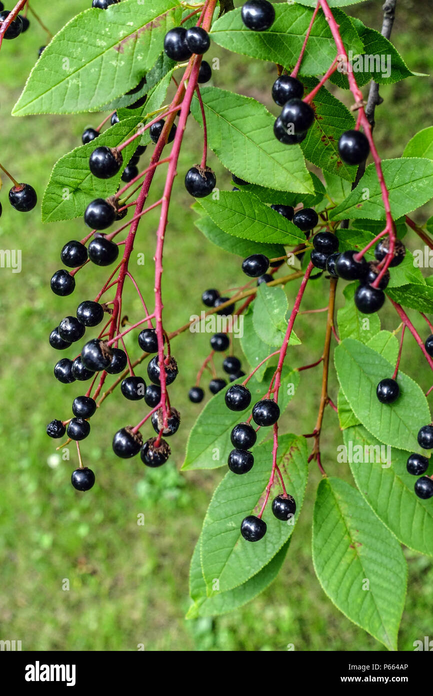 Prunus padus, black fruits on twig Stock Photo