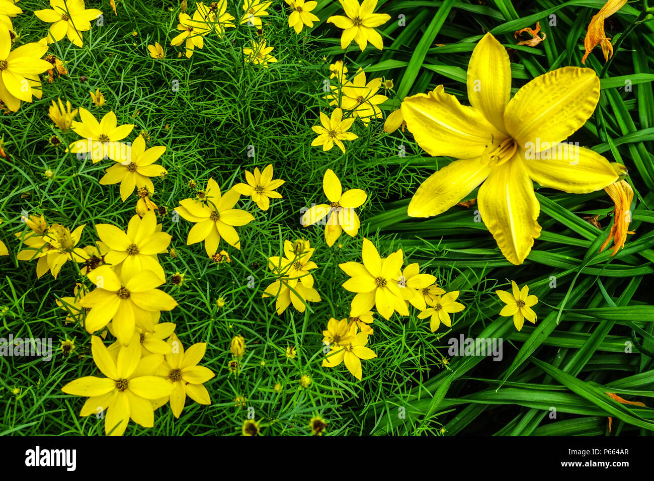 Yellow daylily Hemerocallis ' Cartwheels ' yellow daylilies, Coreopsis mixed flowers combination Stock Photo
