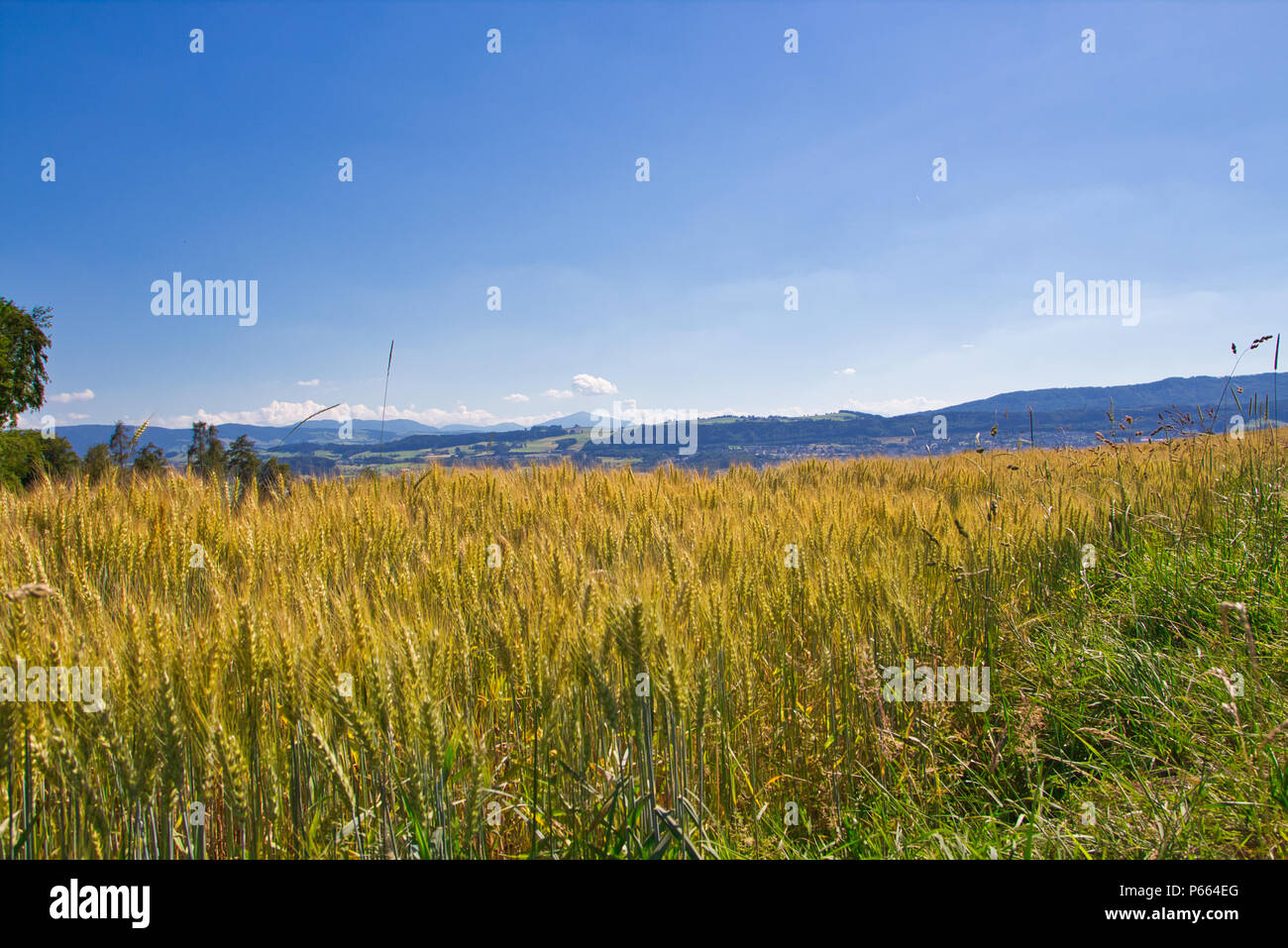 Wheat field in the summer Stock Photo - Alamy