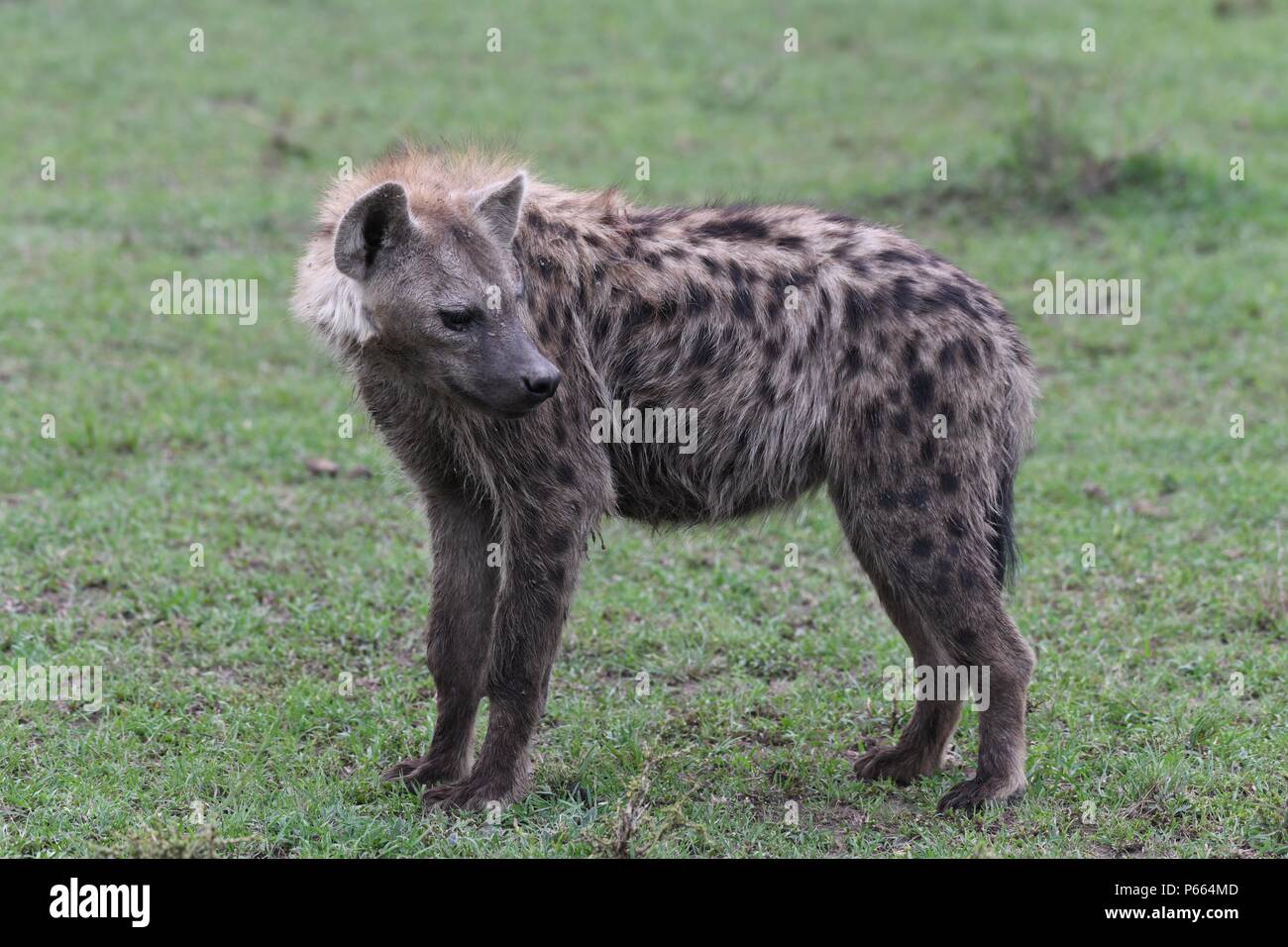 20+ Plants In Savanna Africa