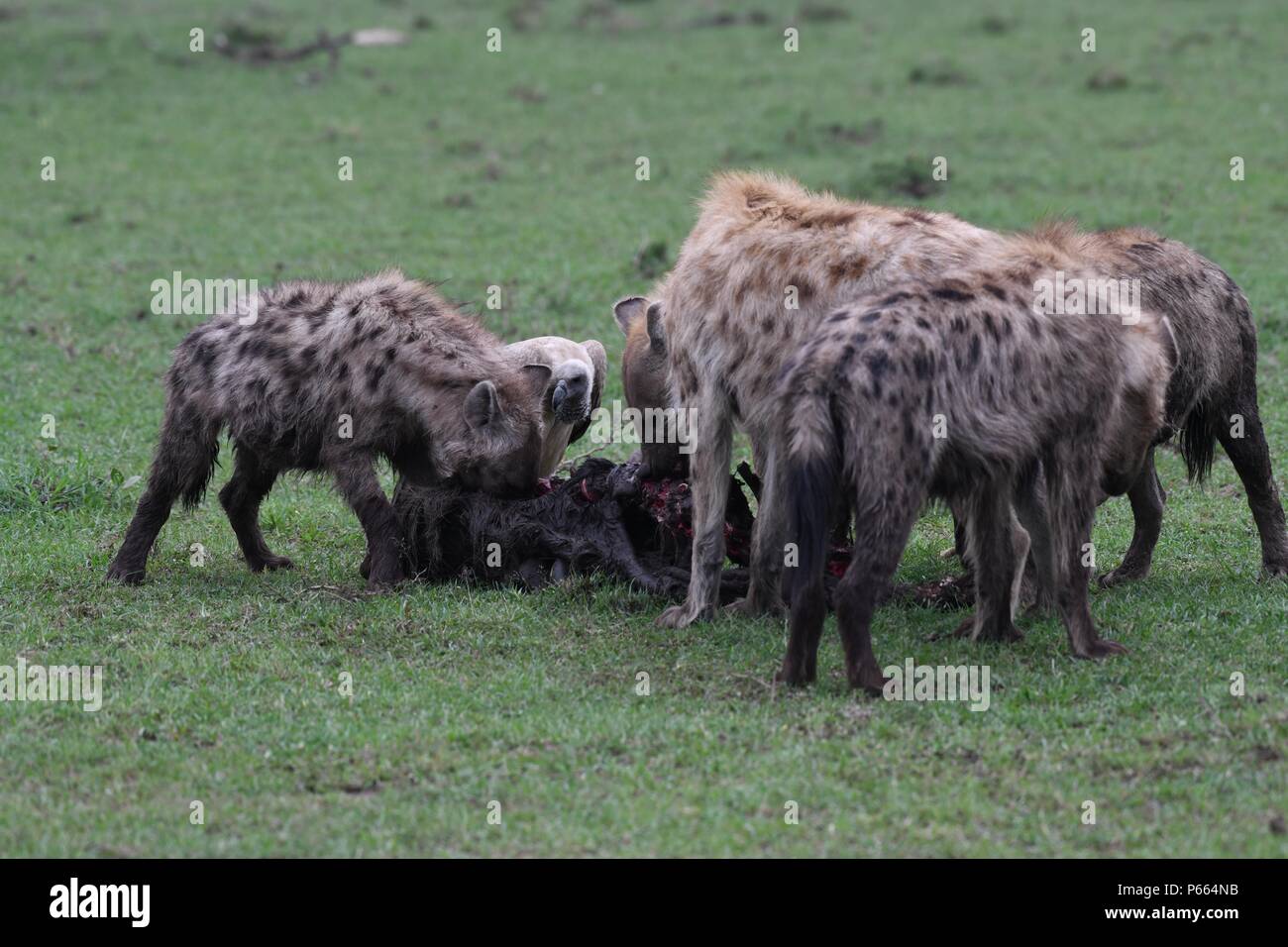 Spotted Hyena. Large clan of 20+ hyenas eating the remains of a
