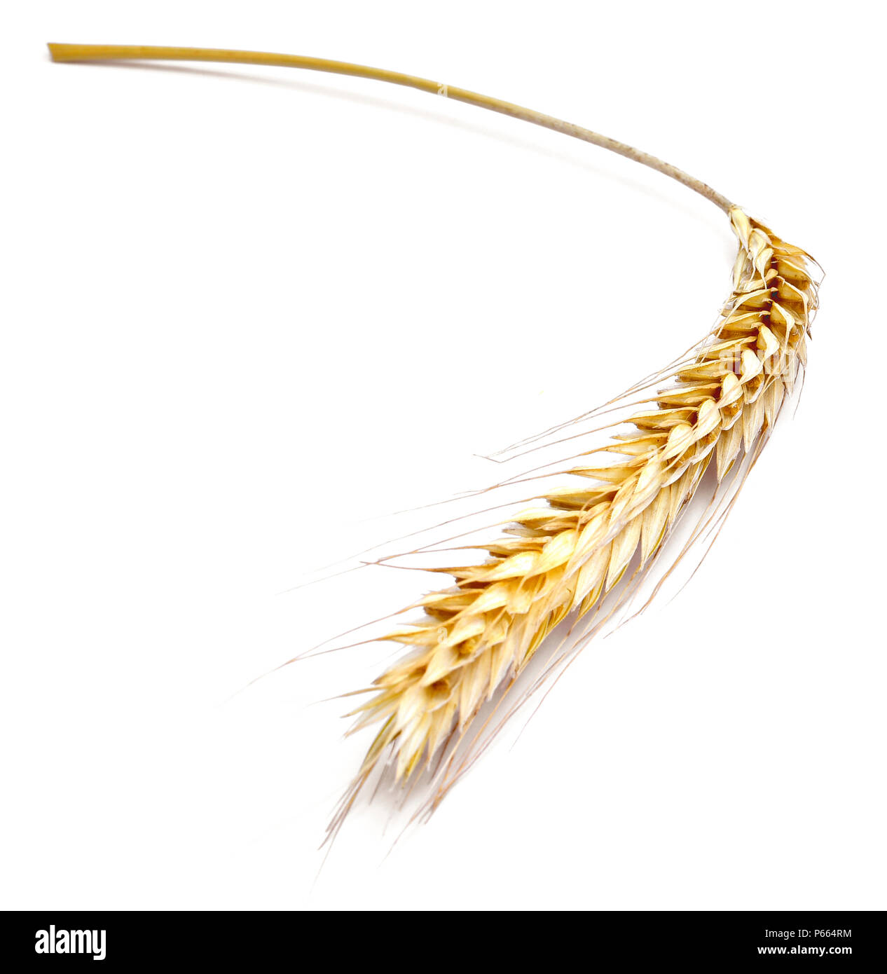 Ripe ear of rye or barley, isolated on white background. Decorative cereal plants. Stock Photo