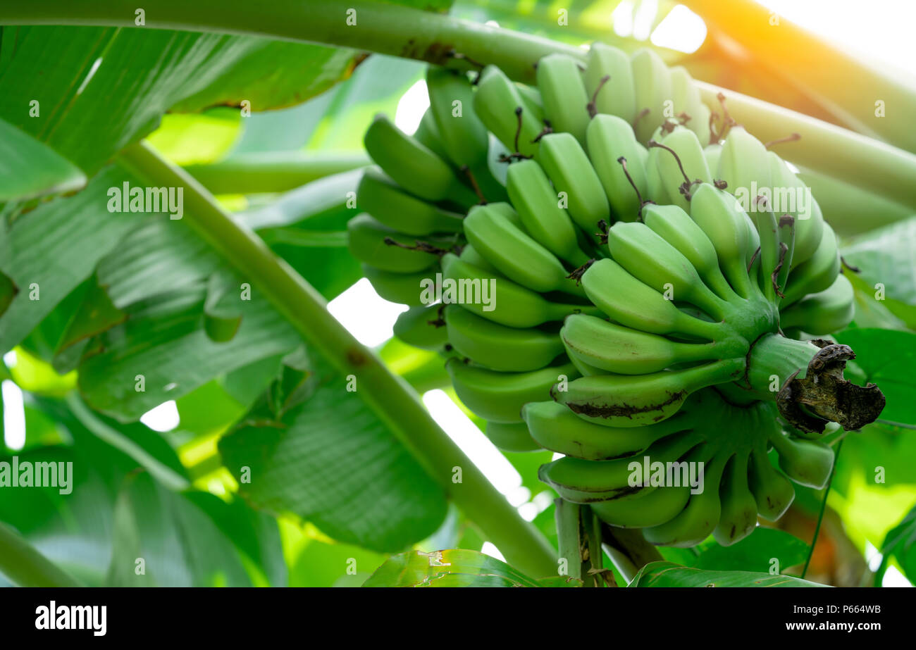 Banana tree with bunch of raw green bananas and banana green leaves