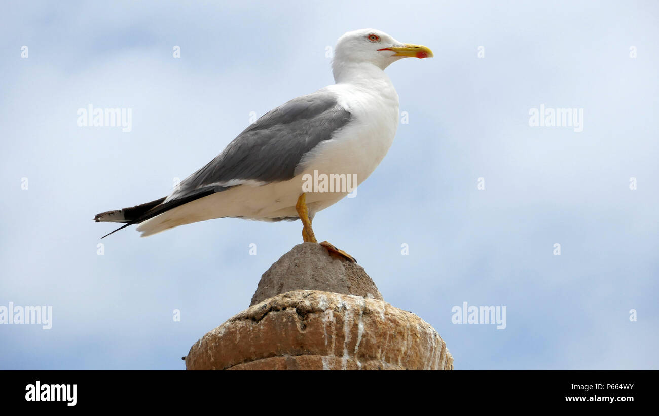 The European herring gull (Larus argentatus) waiting for fishermen in Essaouira, Morocco Stock Photo