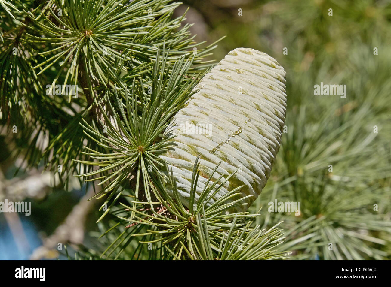 female cone of himalayan cedar or deodar cedar, cedrus deodara Stock Photo