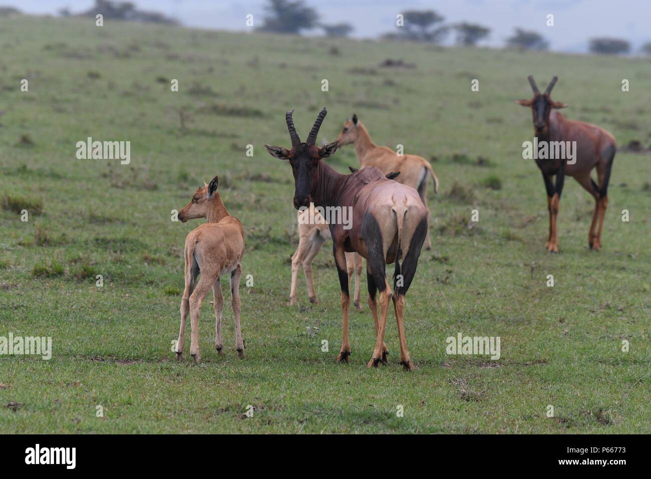 East African Topi. Picture taken in the Olare Motorogi Conservancy, Maasai Mara, Kenya, Africa Stock Photo