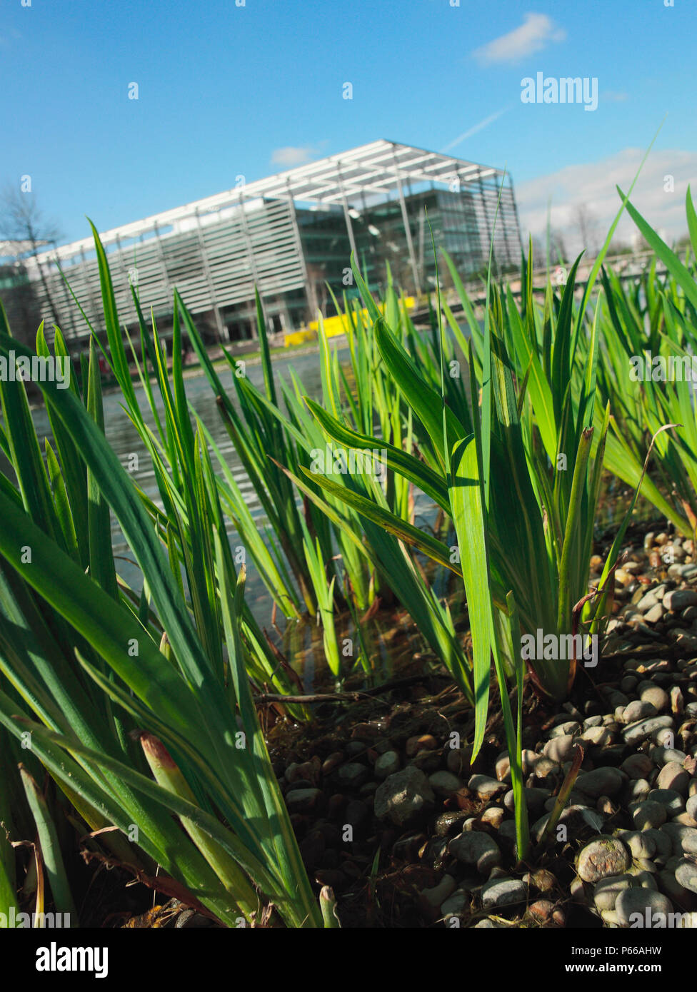 Waterside plants hi-res stock photography and images - Alamy