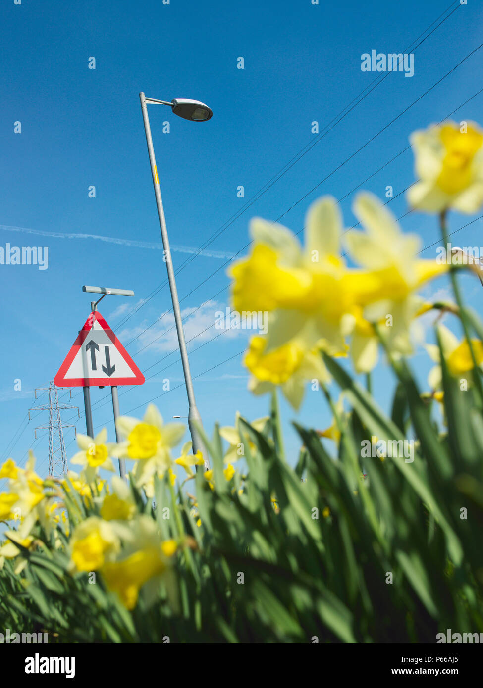 Daffodils, road sign and streetlight, low angle Stock Photo Alamy
