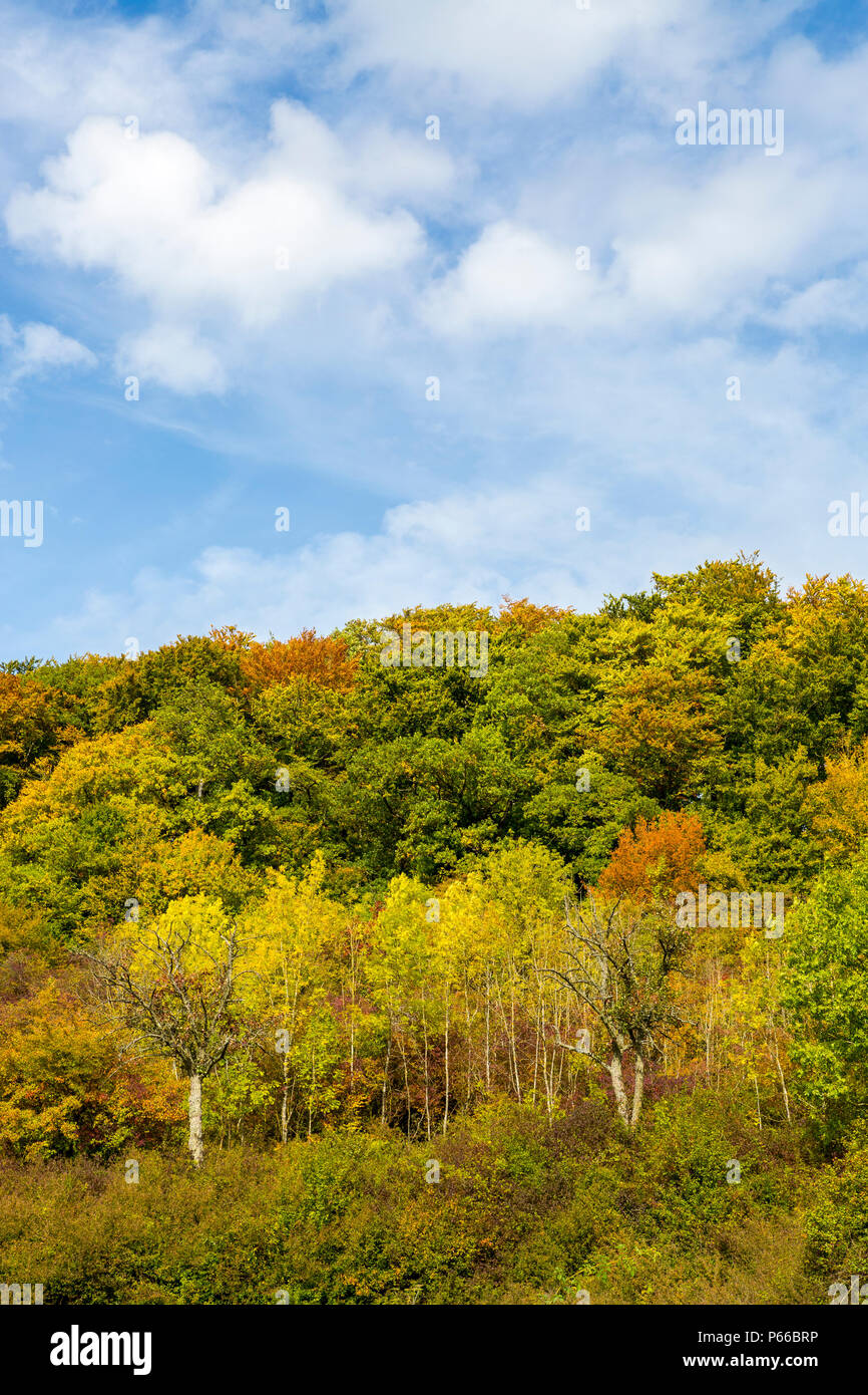 Autumn still life and patterns of trees and blue sky with white clouds, Luxembourg, Central Europe Stock Photo