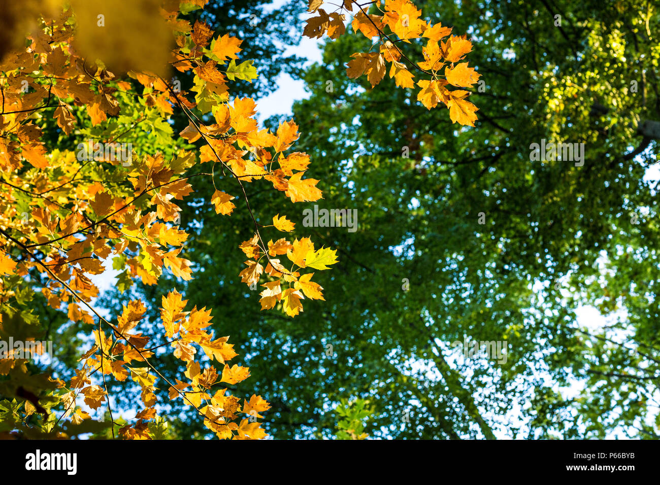 Looking up into maple tree as the leaves are changing colour from green to yellow and orange in autumn, Luxembourg, Central Europe Stock Photo