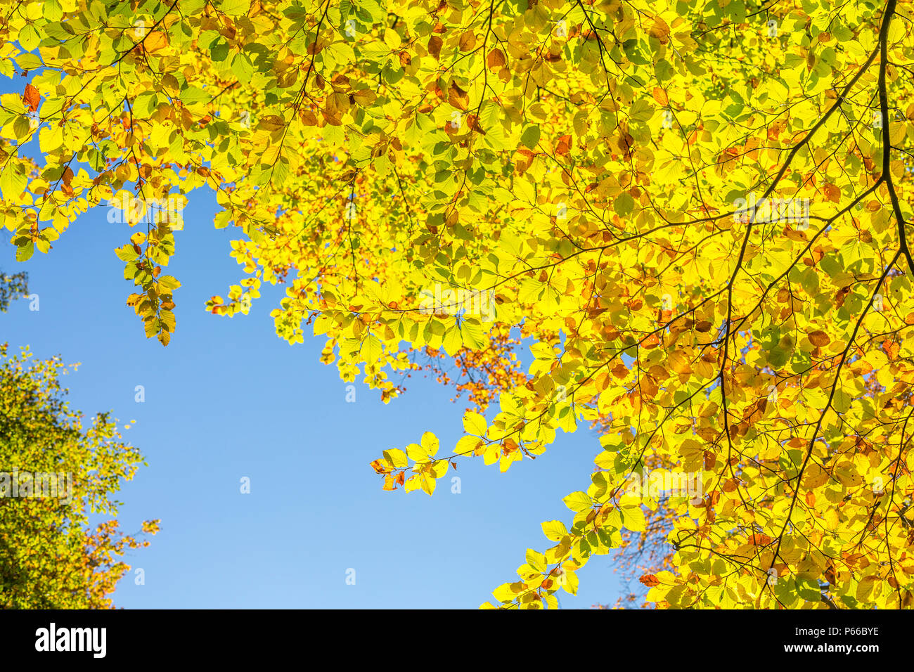 Crown of beech tree in autumn as seen from below against blue sky Stock Photo