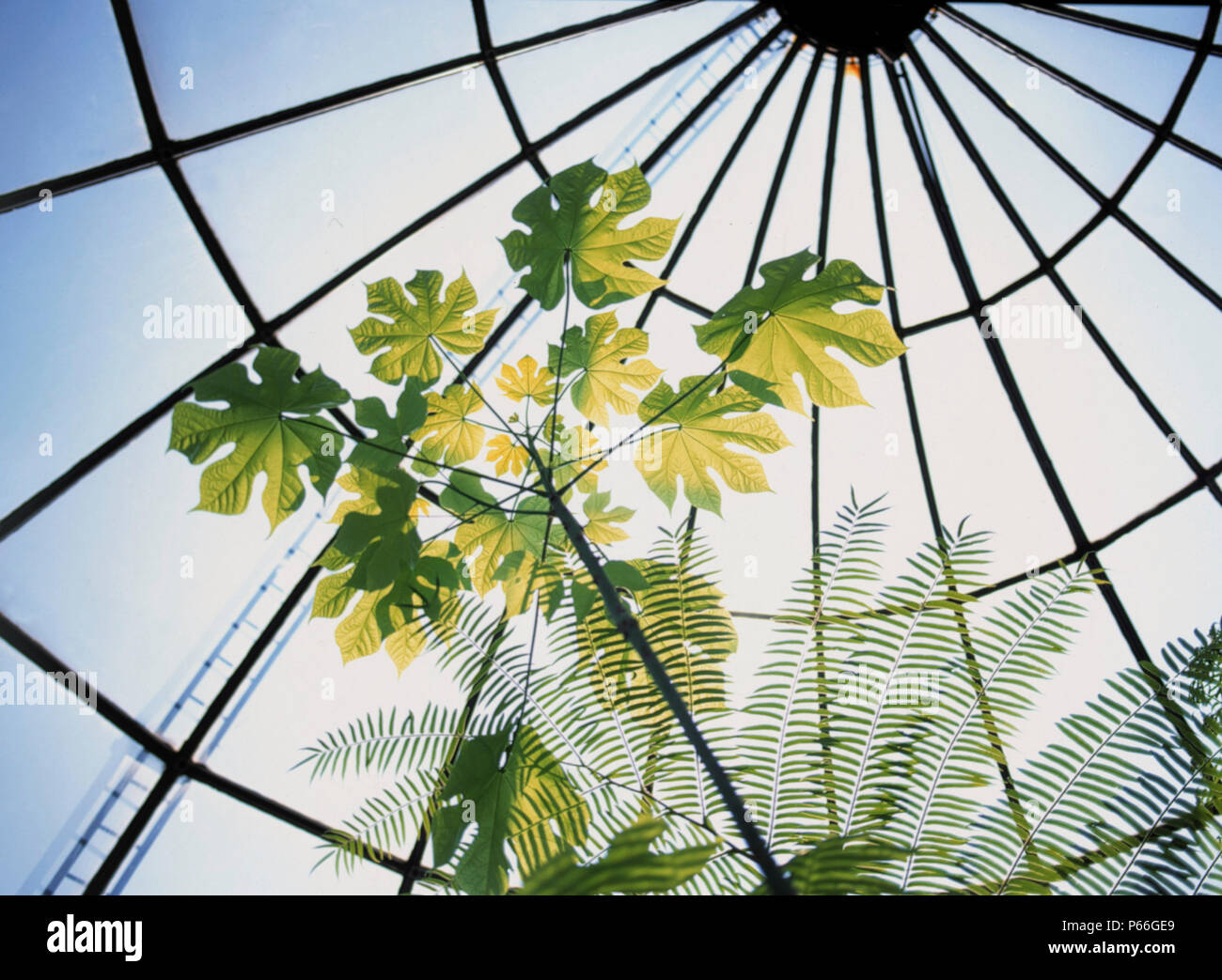 Tropical Plants in Botanical Garden, City of Zurich, Switzerland Stock