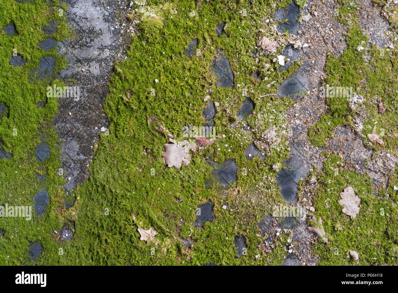 the moss on the rubber mat Stock Photo Alamy