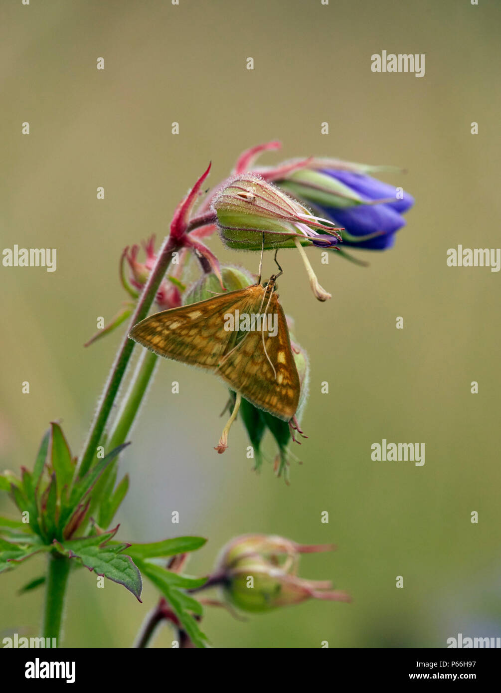 Sitochroa verticalis (a micro moth) on Meadow Crane's-bill. Hurst ...