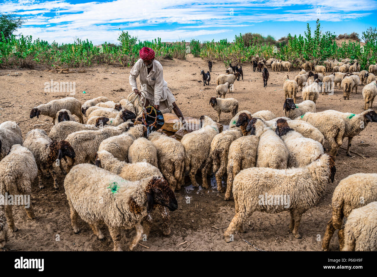 INDIA RAJASTHAN Thar desert A shepherd at a well with his flock Stock Photo